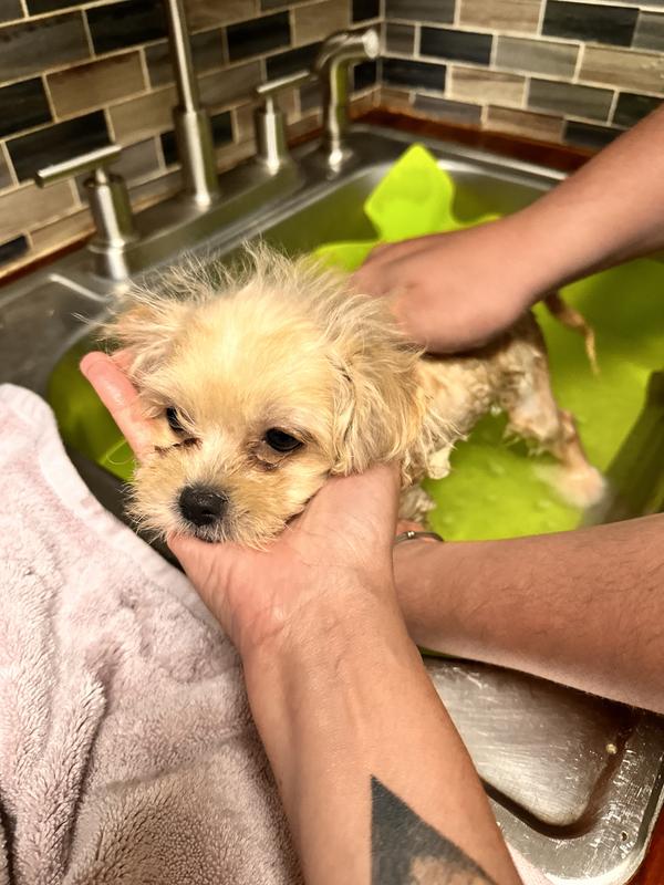 Customer photo for "The best dog shampoos"
