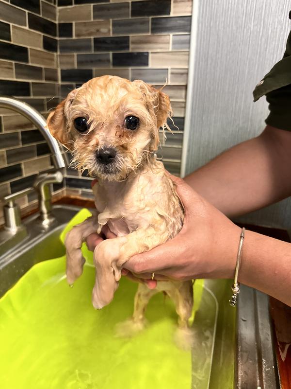 Customer photo for "The best dog shampoos"