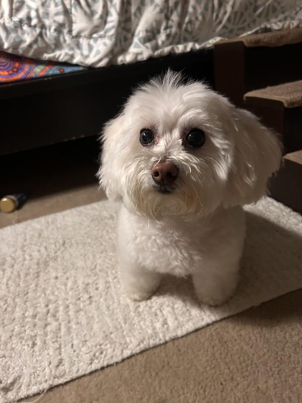 Customer photo for "This made my boy look like white velvet!"