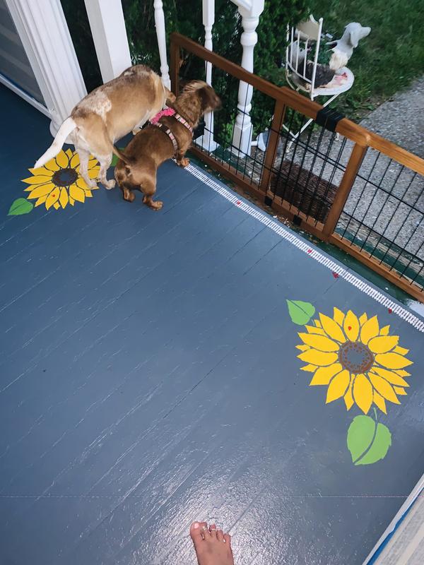 Will Kilz Cover Dog Urine Smell