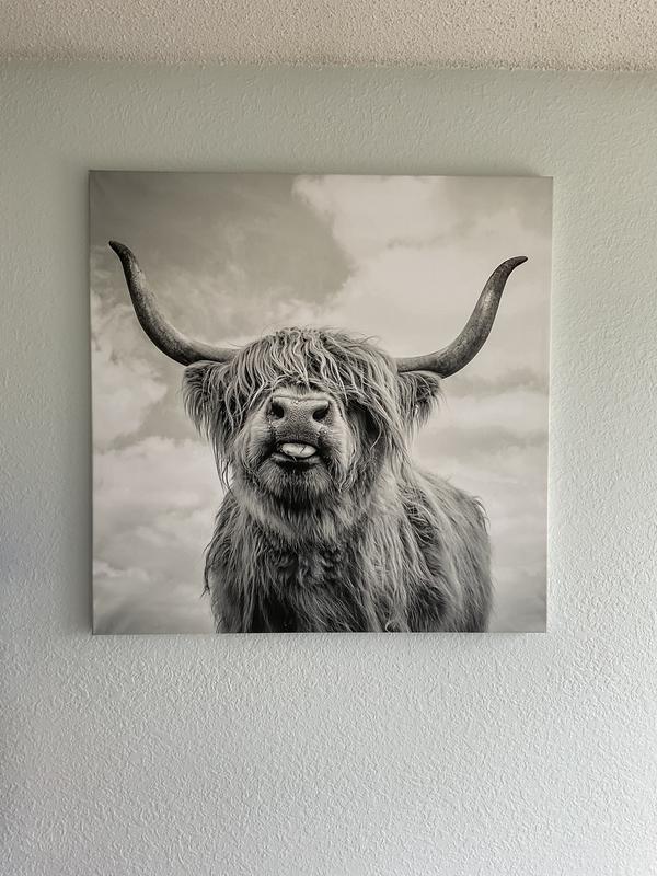 Highland Cow Canvas Art by Mark Gemmell