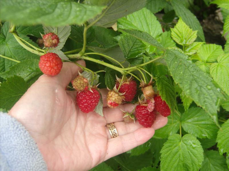 Giant Alaskan Raspberries