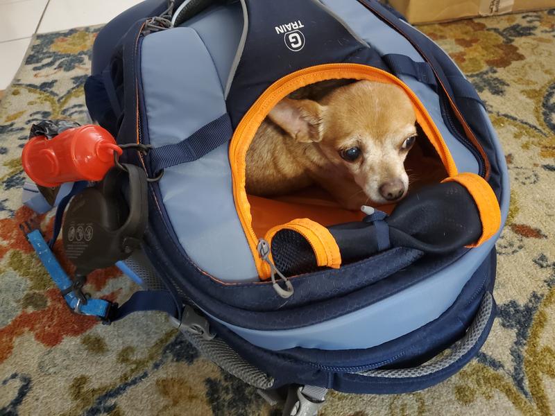 G train best sale dog backpack