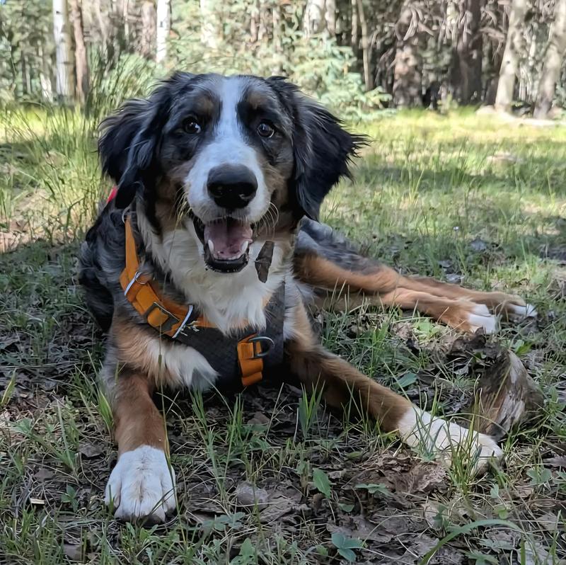 Inky’s out living his best life in Greer, AZ camping under the pines and conquering the trails like a true adventure pup!