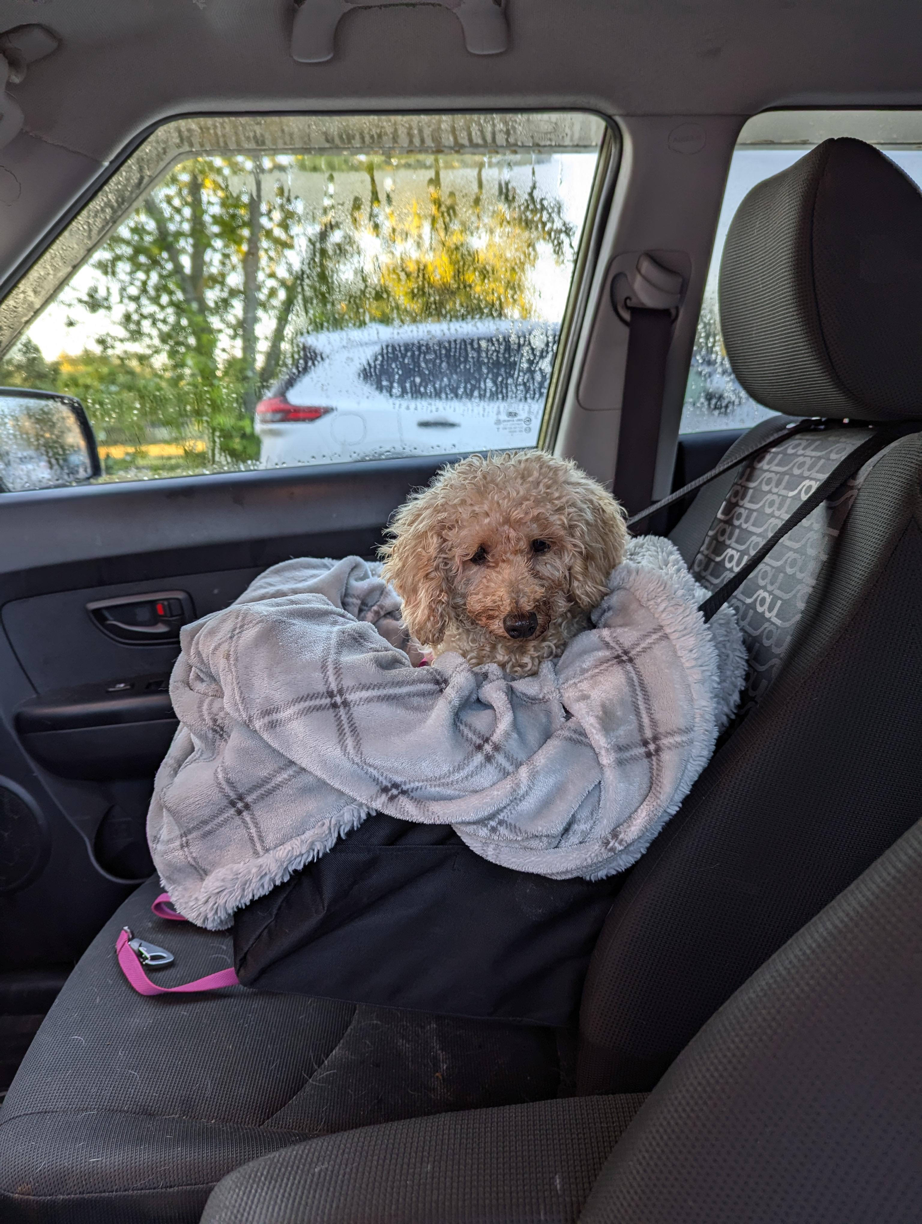 Cockapoo car seat hotsell