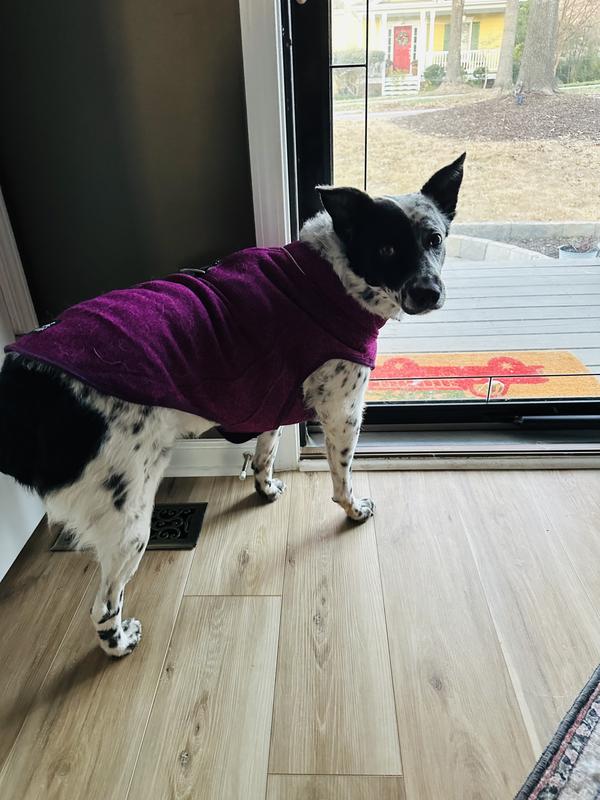 Saoirse says Thanks Kurgo