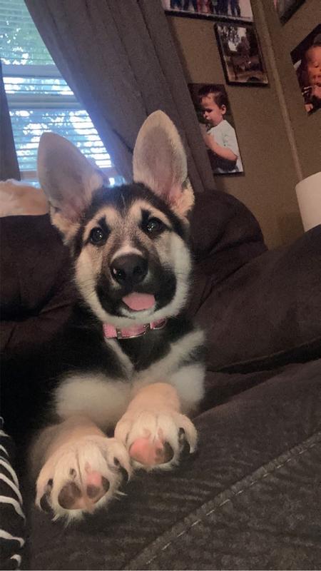 Kurgo Green Cascade Harness, Hiking Backpack for Dogs, Small Petco