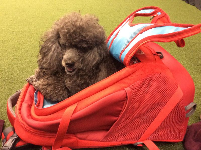 G-Train Dog Carrier Backpack display picture 2