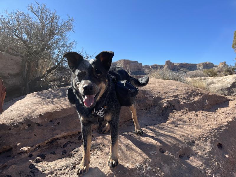 Kurgo Baxter Black & Orange, Dog Backpack