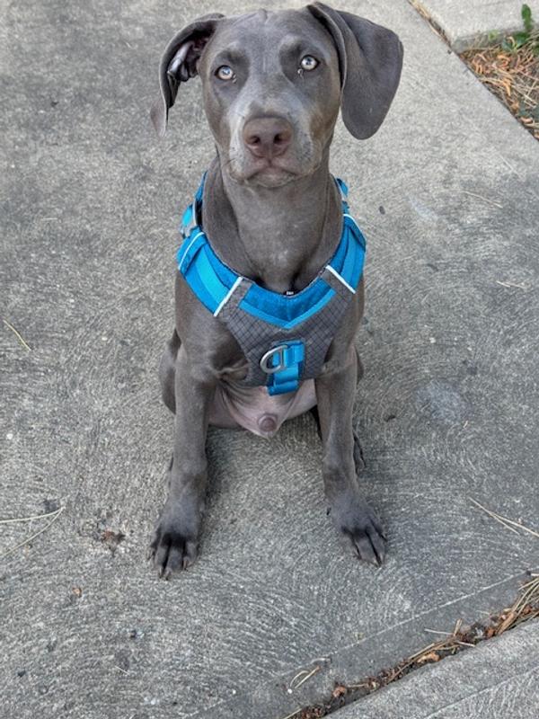 When he was in a medium harness