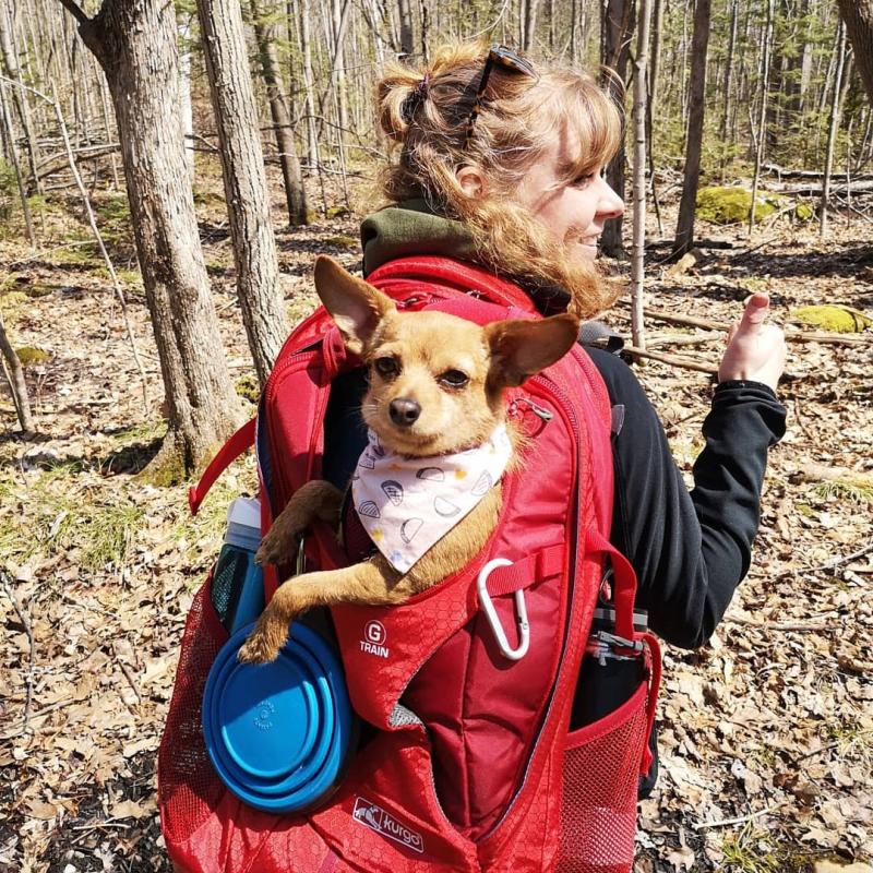 kurgo dog backpack carrier
