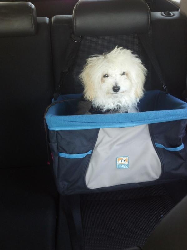 kurgo rover booster seat