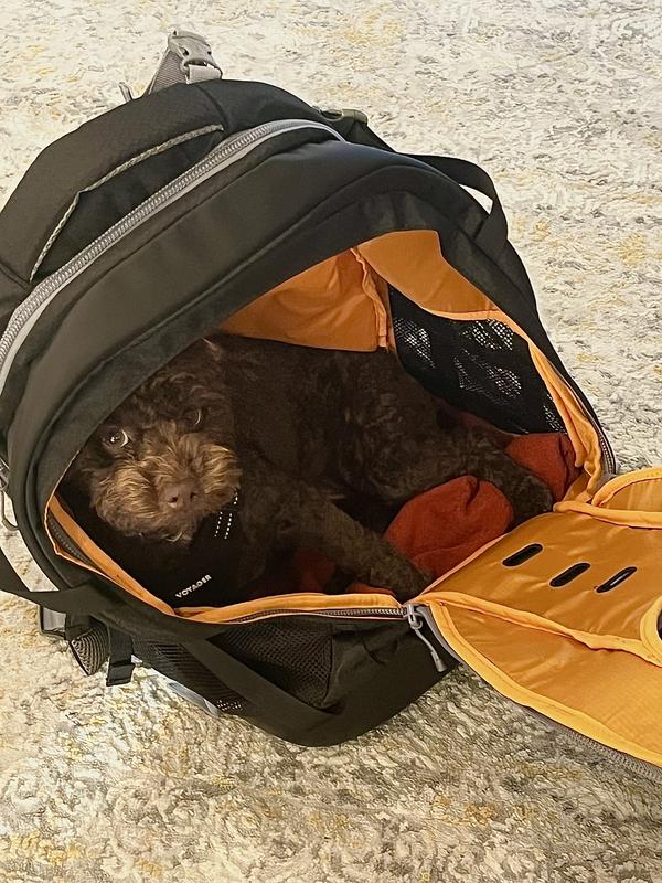 Kurgo G-train K9 Pack Dog Backpack Navy Blue And White Kurgo G