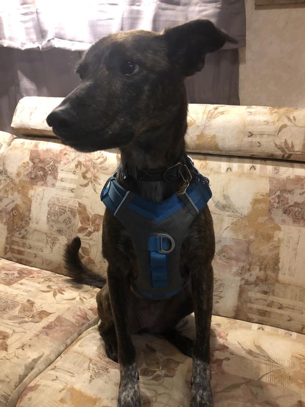 Kurgo Journey Air Medium Dog Harness Lightweight Comfortable