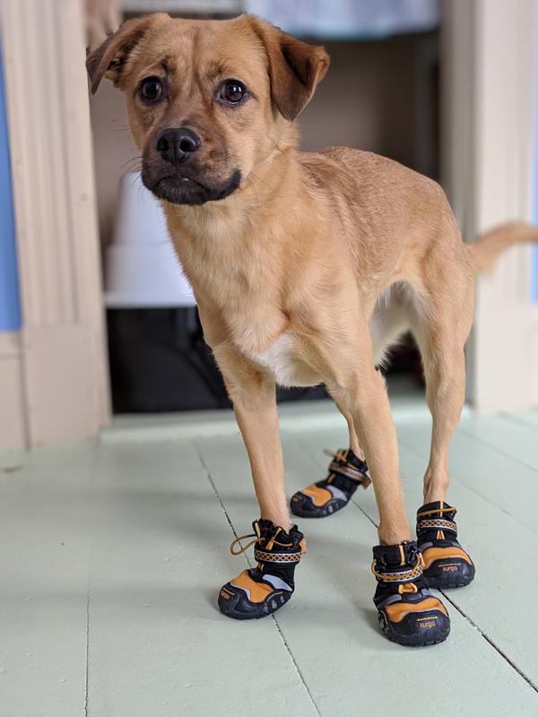 kurgo step n strobe dog shoes