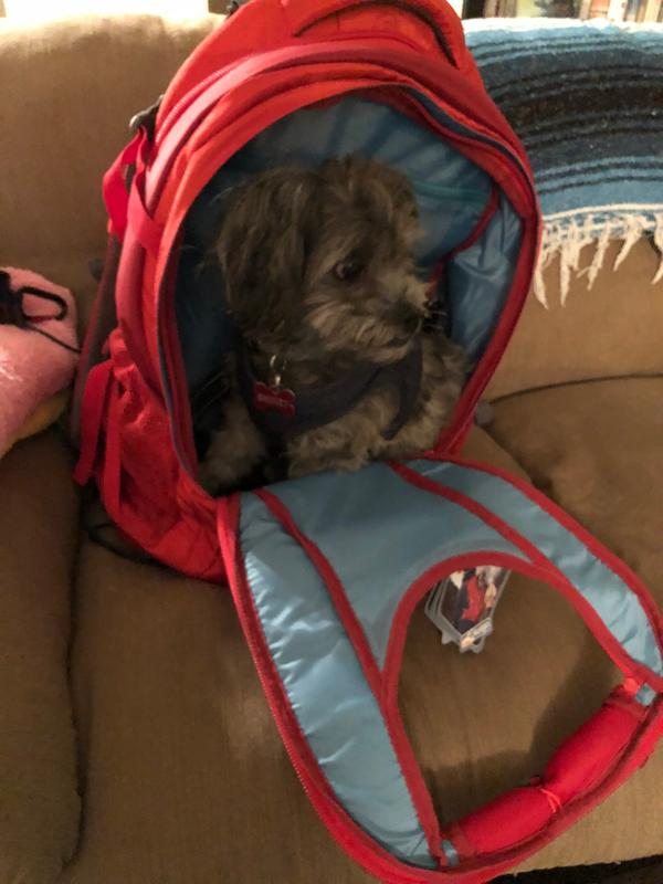 kurgo dog carrier backpack