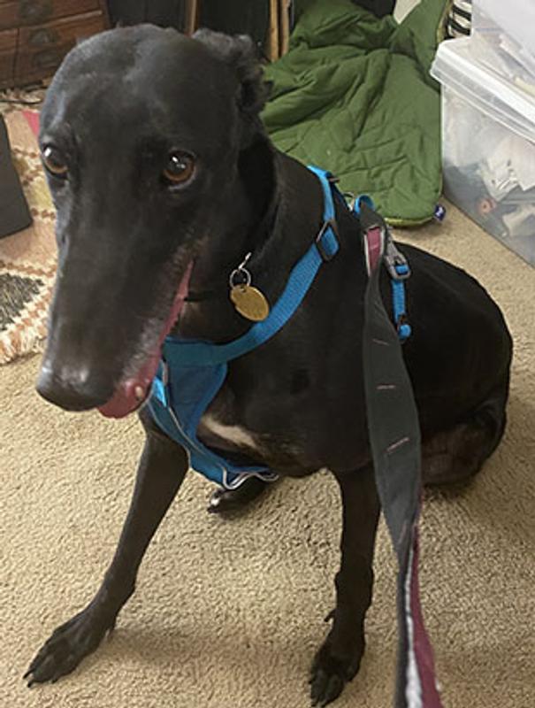 Pixie sporting her new Tru-Fit Walking Harness and leash!