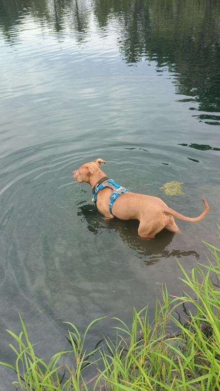 New harness on my new puppy