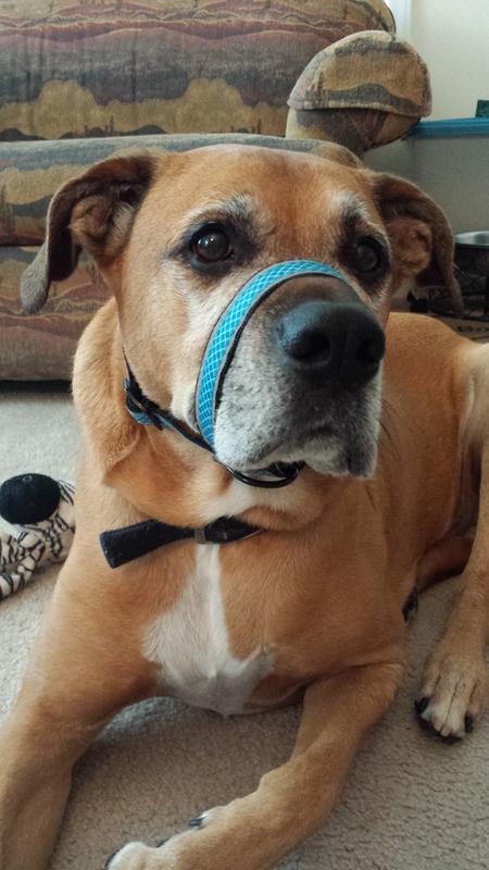 kurgo snout about strap head halter