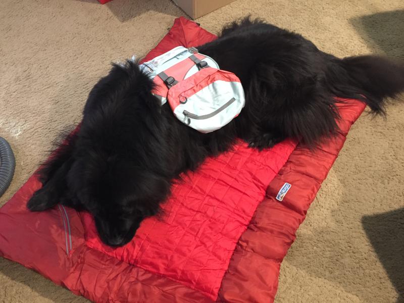 Size is great for my 5 year old newfoundland