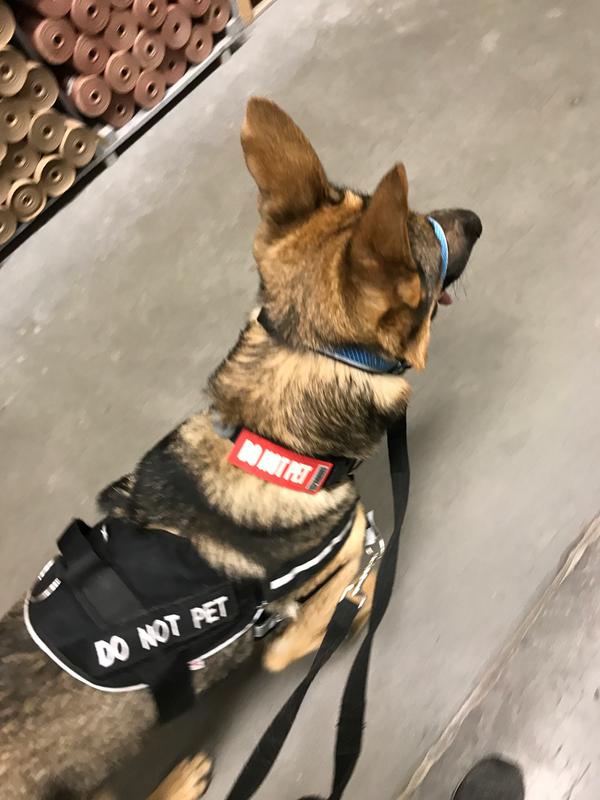 kurgo snout about strap head halter