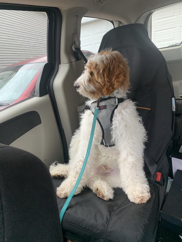 Sir Finnegan chilling in his seat!