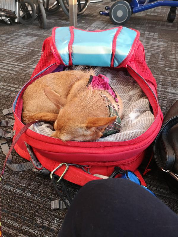 kurgo dog carrier backpack