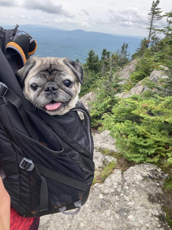 Pug shop carrier backpack