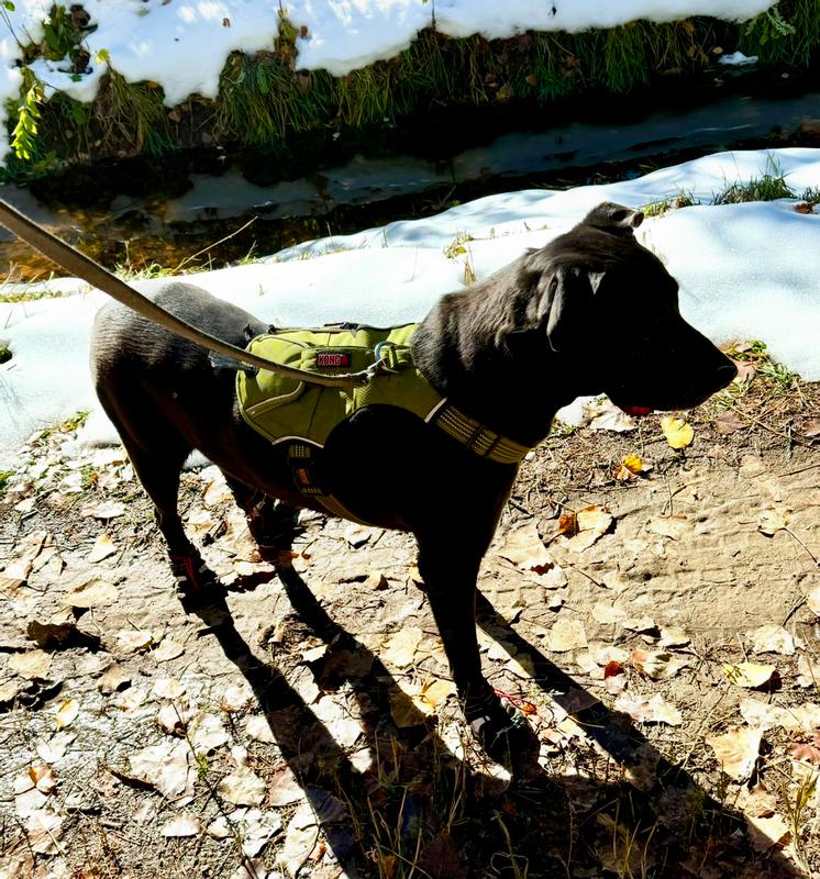 Hard to see the black shoes on my black pup. But he’s happy as a clam with them on.