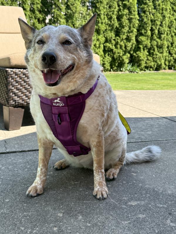 Sadie sporting her new harness