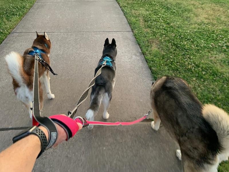 Need to get a 3rd Springback leash, haha.