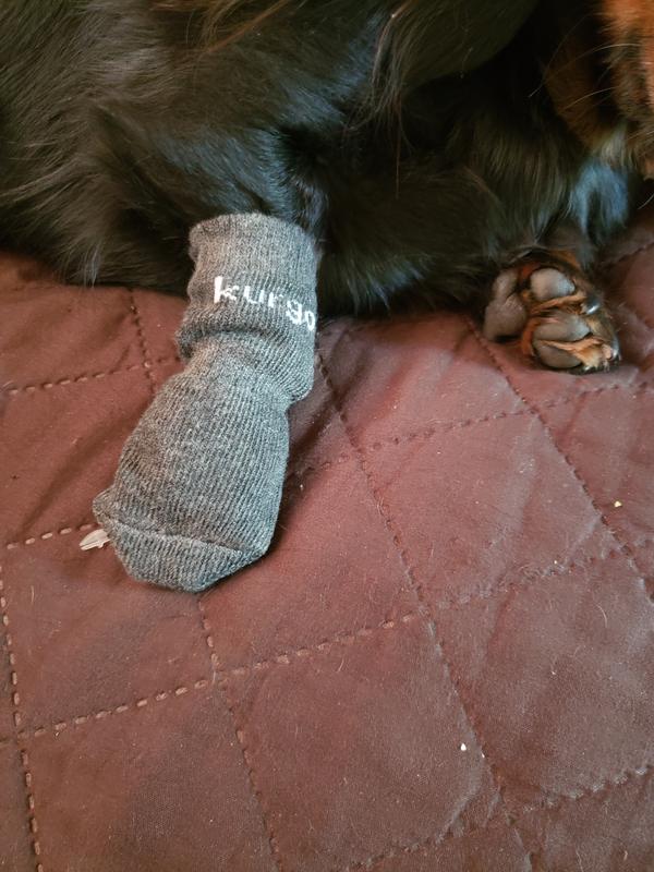 New kurgo socks!