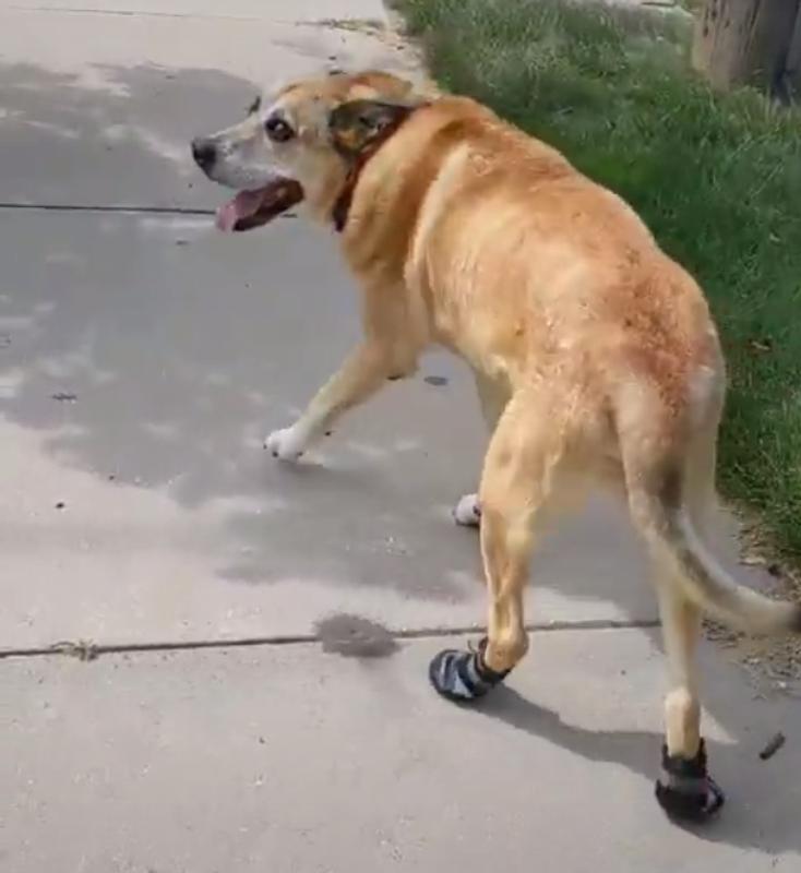 First day with shoes!