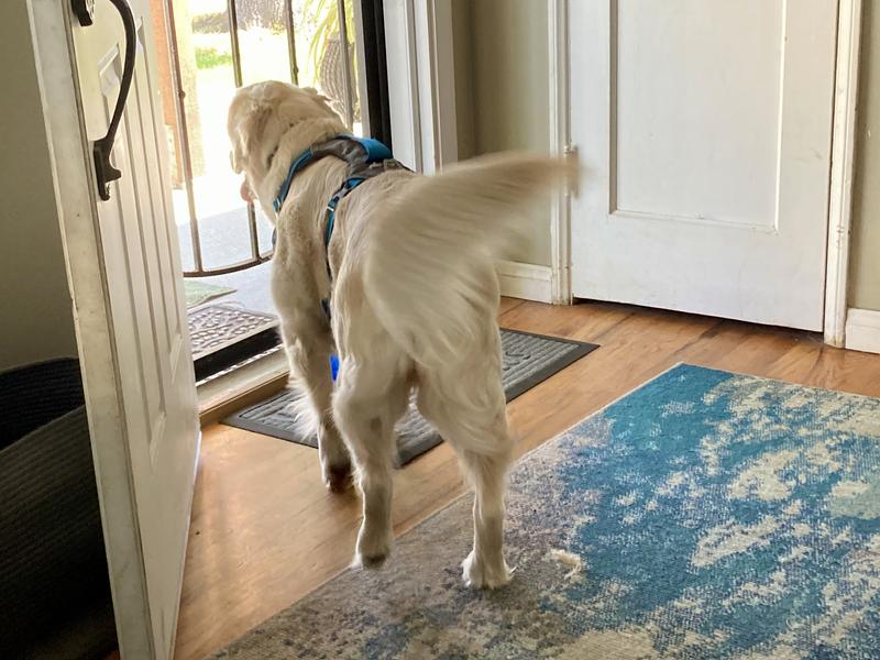 Ready for walkies
