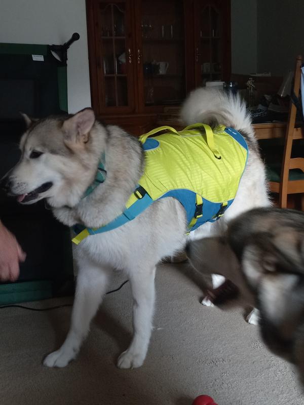 dog life jacket cabela's