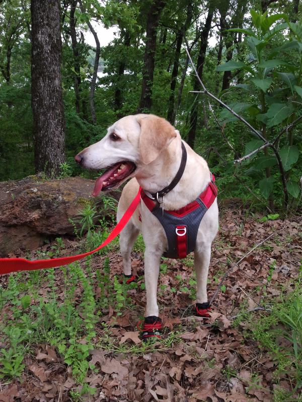 journey air dog harness