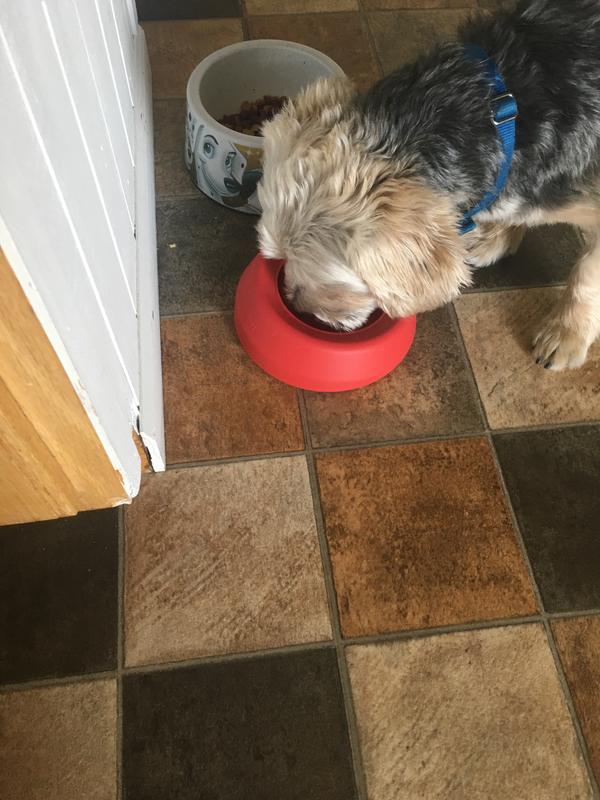 Water stays in the bowl