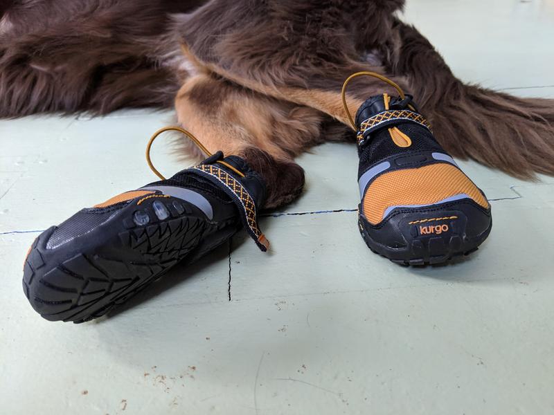kurgo step n strobe dog shoes