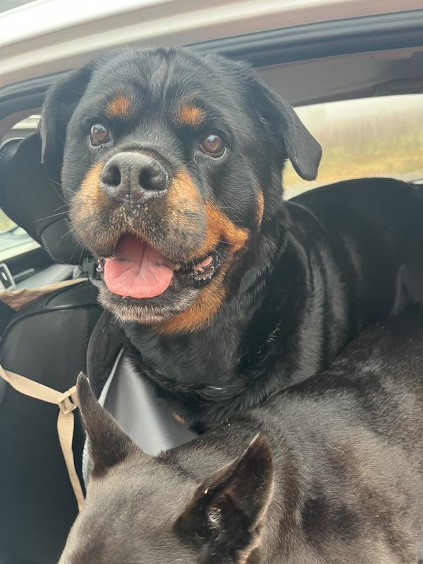 My rescue fur children ❤️❤️❤️❤️🐾🐾🐾