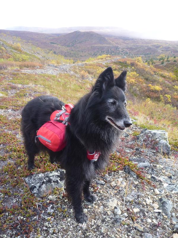 Kurgo Baxter Black & Orange, Dog Backpack