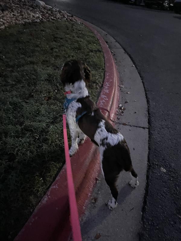 Buckles won’t stay snapped in and it twists around her body