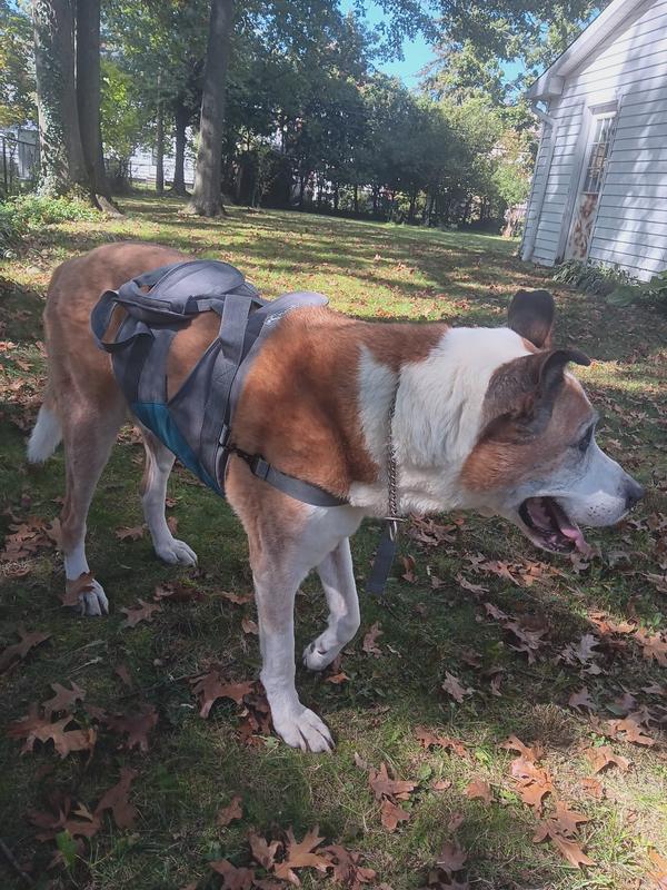 Voodoo dog hotsell lift harness