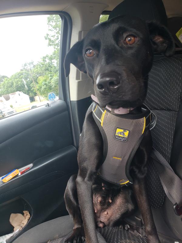 Kurgo Impact Seatbelt Automotive Harness, Large Petco