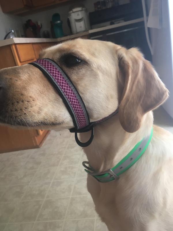kurgo snout about strap head halter