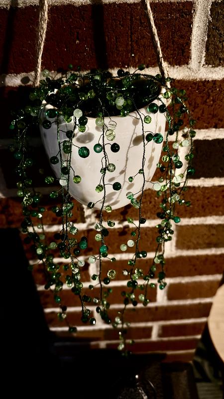 string of pearls hanging plant String of Pearls 'Senecio rowleyanus' 2 Gal. / Black / Without Pot