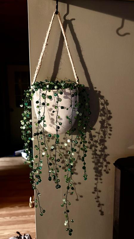 spider indoor plant Spider Plant Indoor Plant Delivered – Bosque