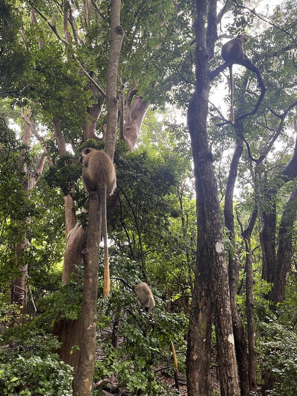 Green Monkey Eco Discovery