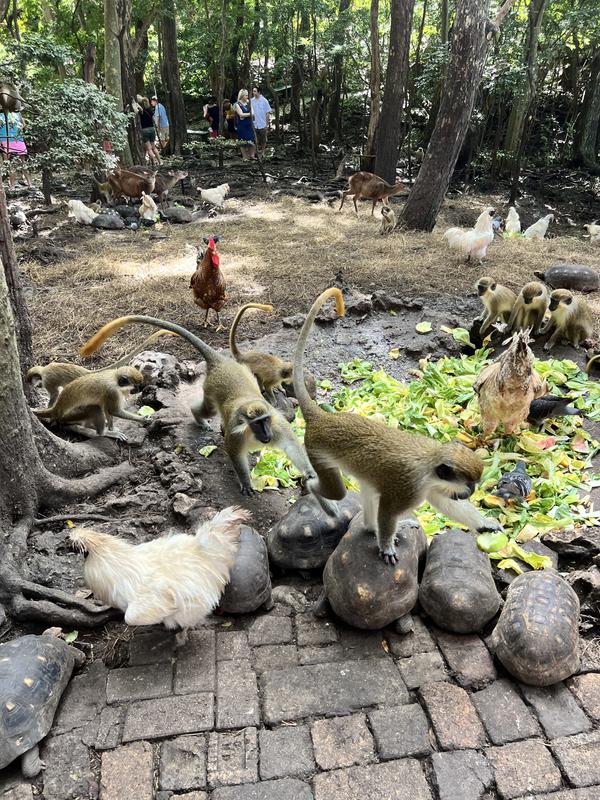 Green Monkey Eco Discovery