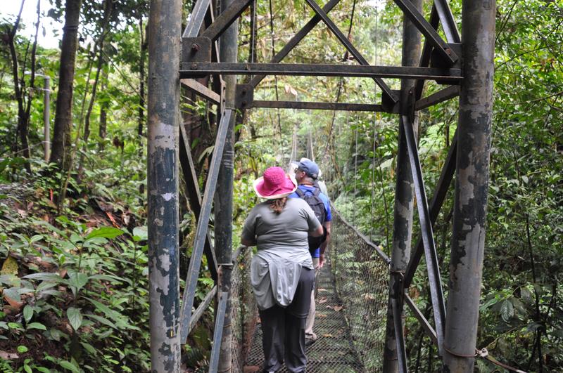 Walk Along Pants - Cloud Forest