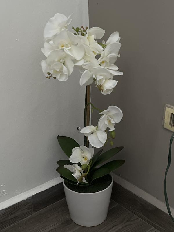 ORQUÍDEA NATURAL 64 CM CON MACETA DE PLÁSTICO | The Home Depot México